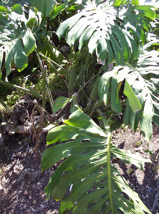 Split Leaf Philodendron - Monstera deliciosa