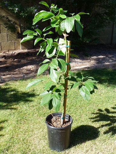 Mexicola Grande Avocado