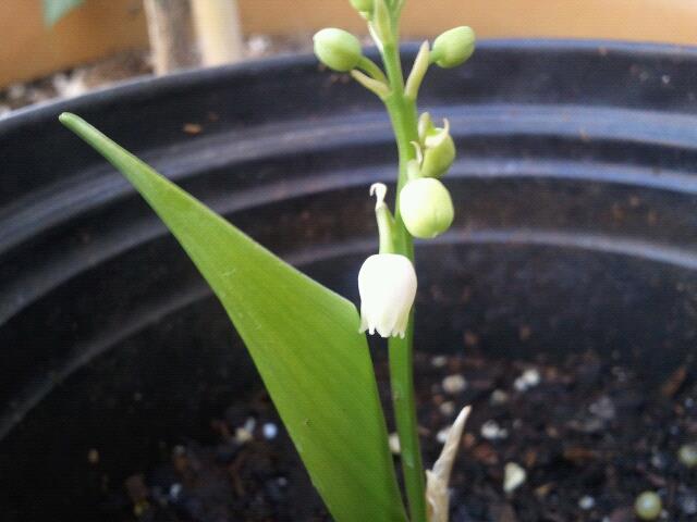 Not a fruit but still cool, my first lily of the valley flower