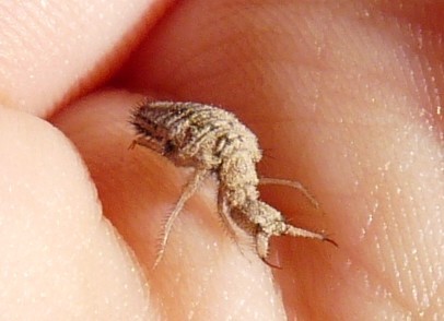 Antlion in the sand