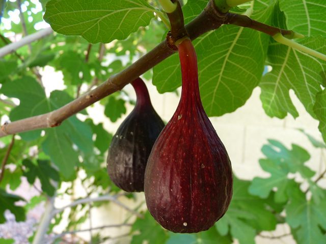 Black mission figs