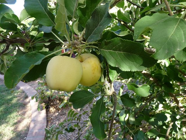 Growing apples in Phoenix Arizona