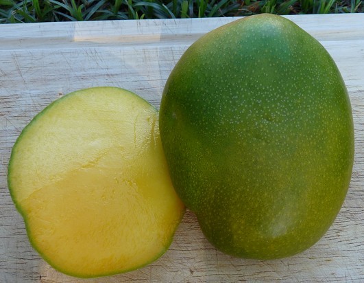 Keitt Mango - First one from the garden