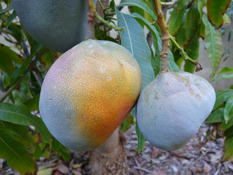 Mangoes and white sapotes