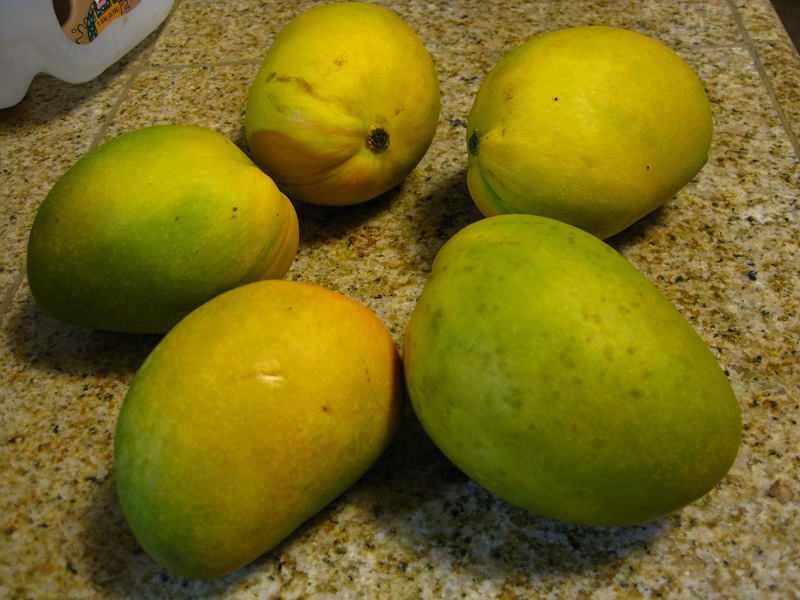 First Ever Mango from back-yard