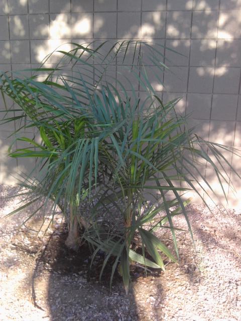 What rare to Phoenix palms are you growing?