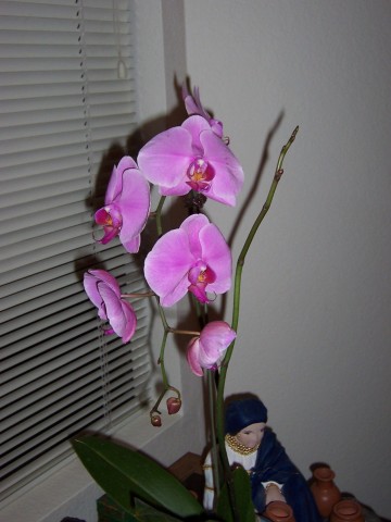 Taking care of orchids in Arizona