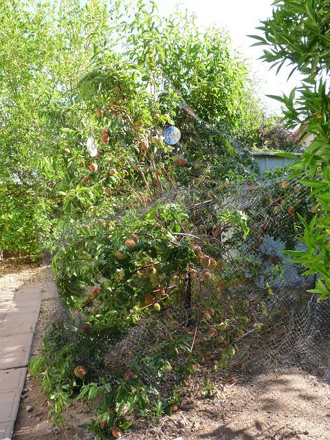 Earli Grande Peach tree - Had to put a net over it