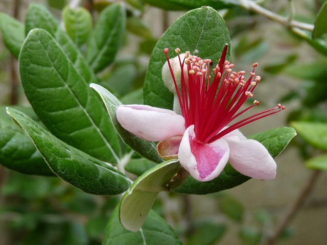 Pineapple Guava Flower Nazemetz
