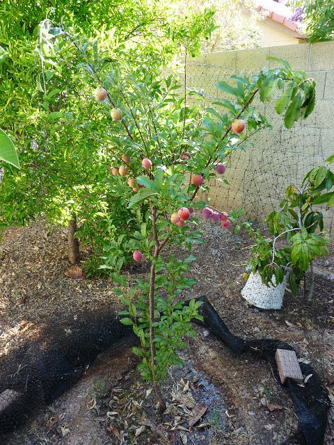 Santa Rosa Plum Tree - Fruit Getting Ripe