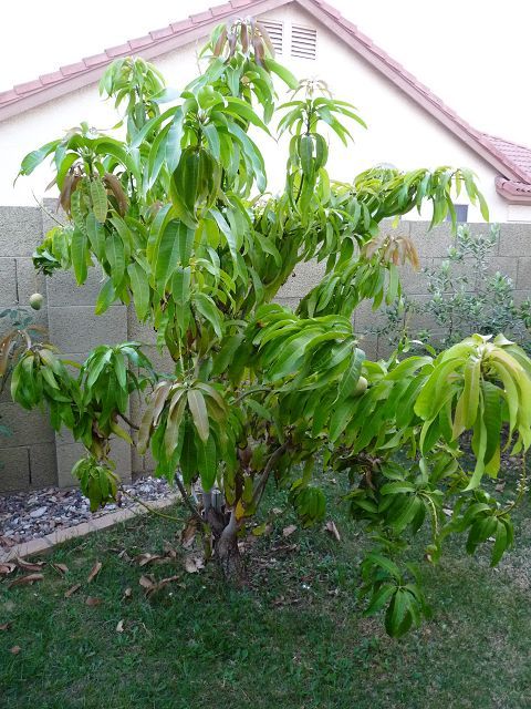 Seedling Mango