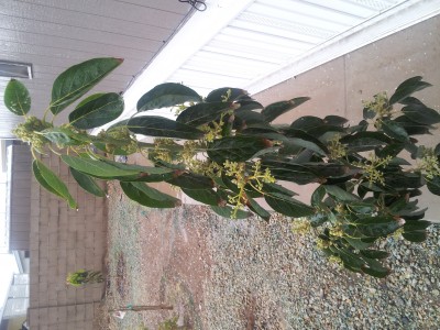 flowering avocado