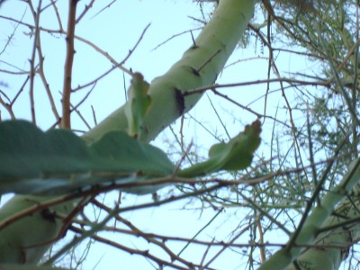 Dragon Fruit in Arizona