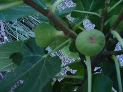 Brown turkey figs