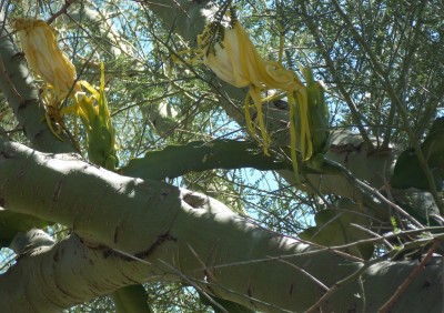 Dragon Fruit in Arizona