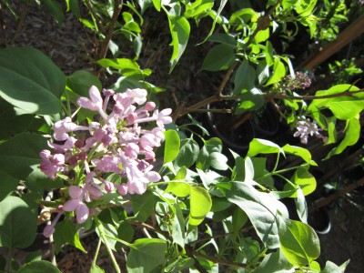 Purple Lilac tree