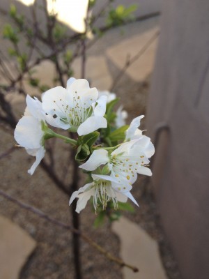 In addition, this is the first time my Cocktail Plum Tree has bloomed in three years.