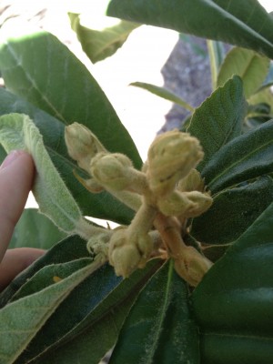 Loquat flower buds?