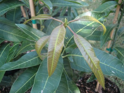 Tebow mango new growth