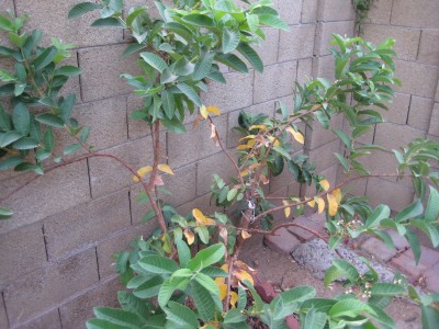 Guava tree leaves turning yellow near trunk