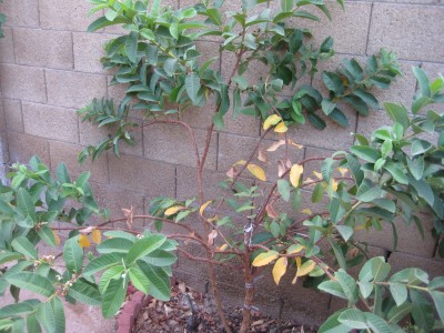 Guava tree leaves turning yellow near trunk