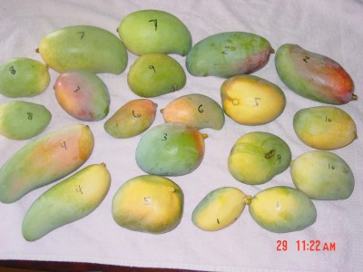Got Mangoes?