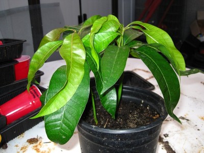 Mango from seed