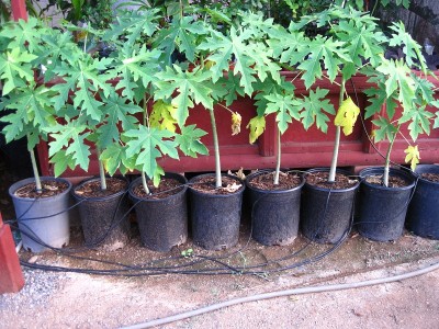 Sprouting Papaya