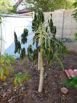 Back yard papayas frost damge, hardiness