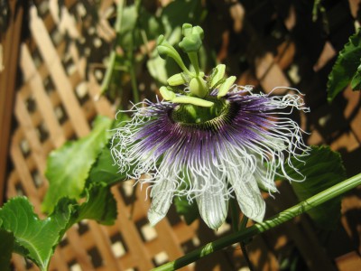 Frederick passion fruit flowers