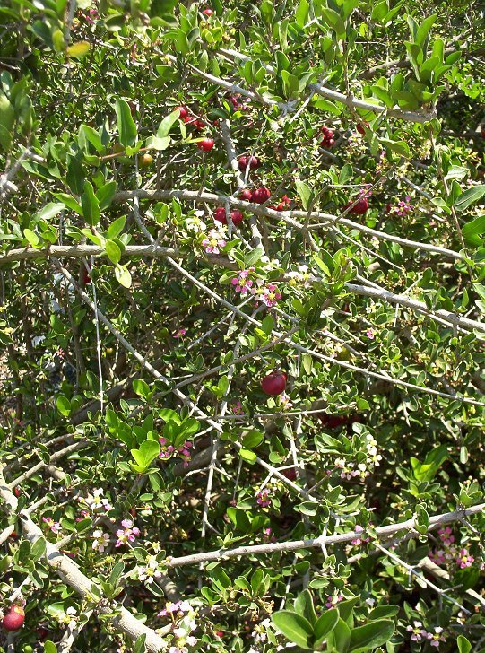 Acerola, Acerolla, Barbados Cherry