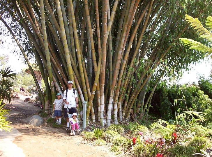 San Diego Botanical Gardens, Giant Tropical Bamboo