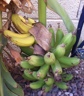 Ripe Bananas - Enano Gigante