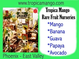 Tropica Mango Nursery