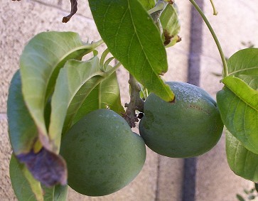 White Sapote Fruit On The Tree - Still Green