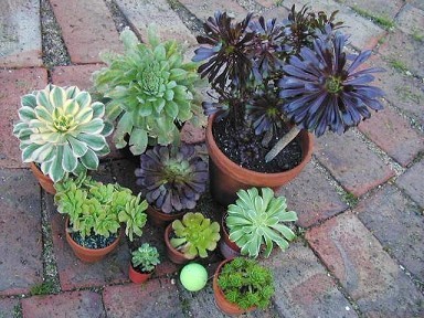 Aeonium - Several Varieties