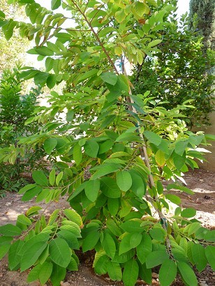 Gefner Atemoya Tree