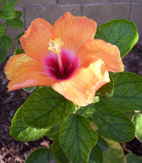 Tropical Hibiscus Flower - Canary