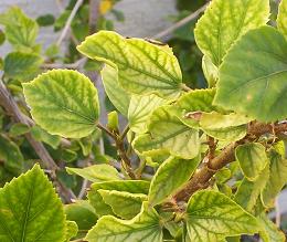 Hibiscus with chlorosis