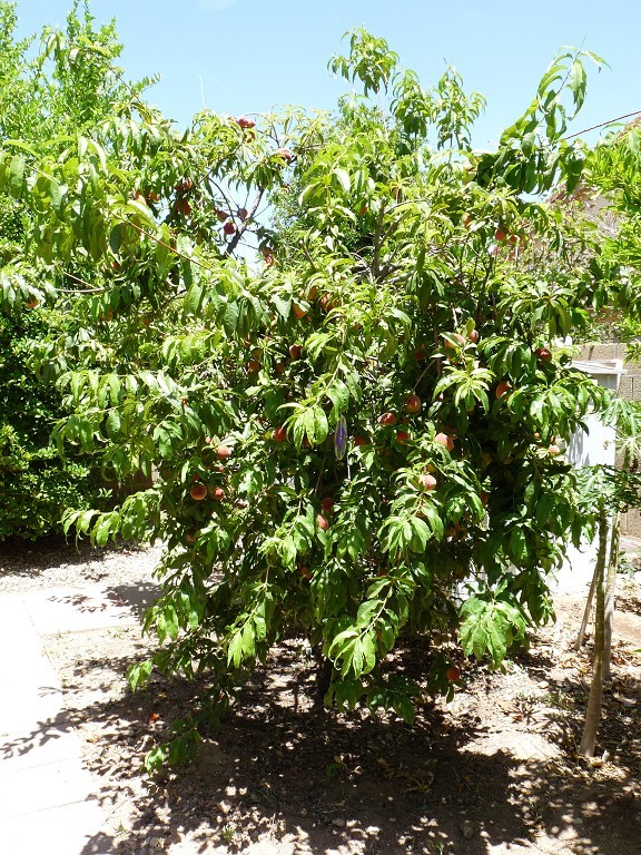 Growing Peaches