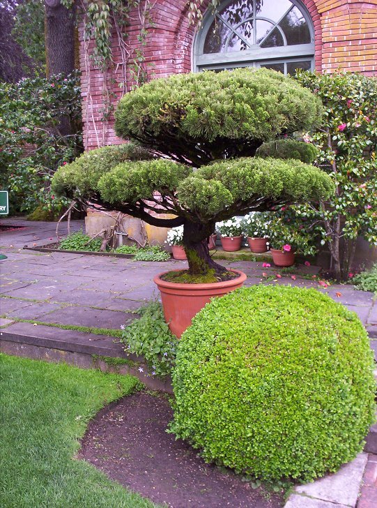 Bonsai Tree Filoli