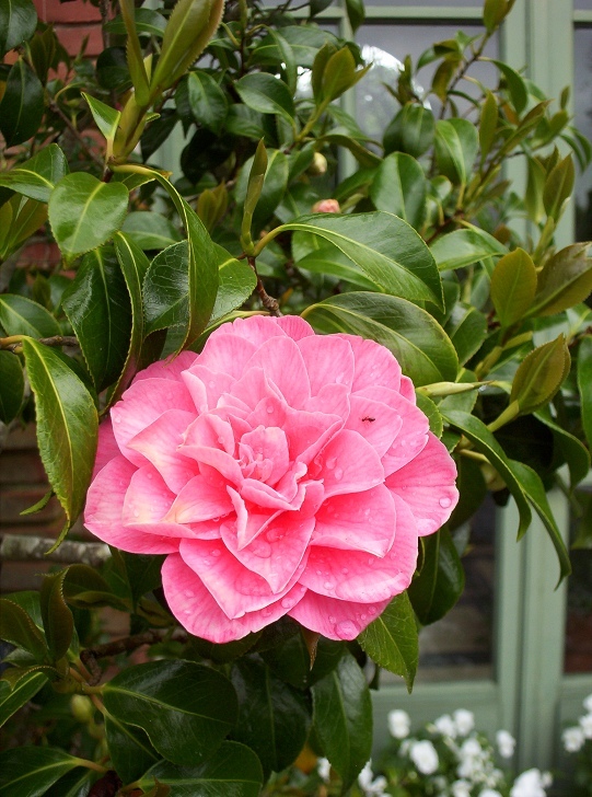 Camellia Flower Filoli