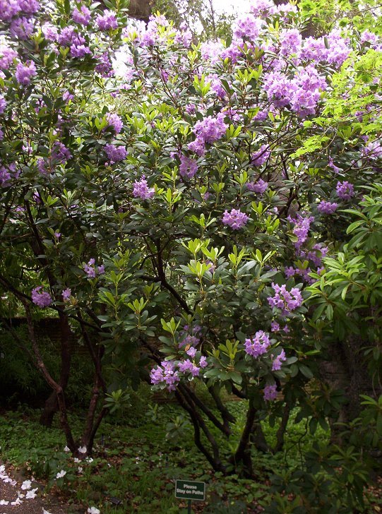 Filoli Mauve Rhododendron