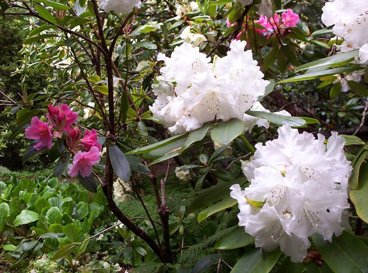 Pink And White Rhododendrons