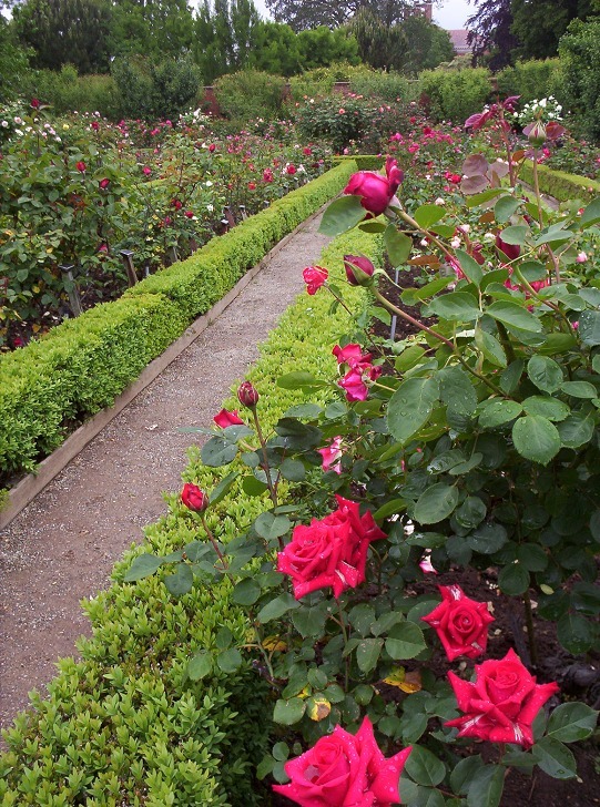 Filoli Rose Garden