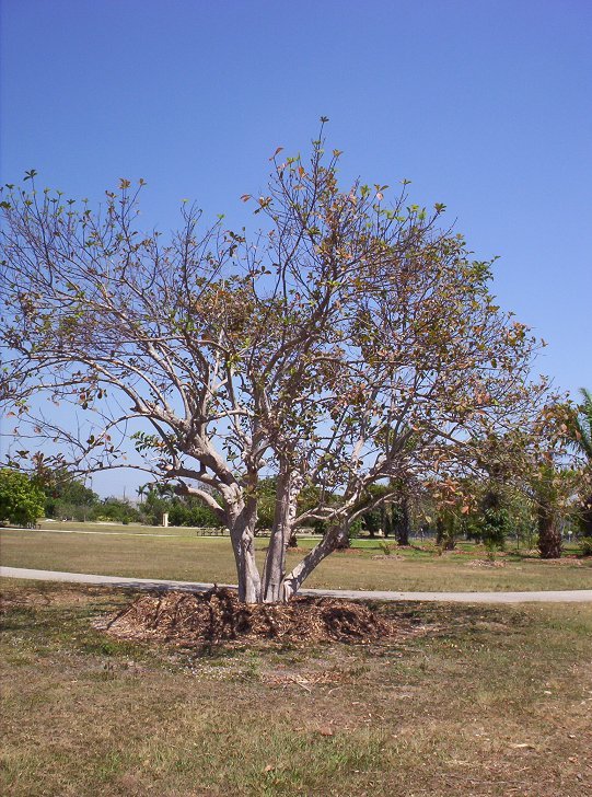 Large Guava Tree