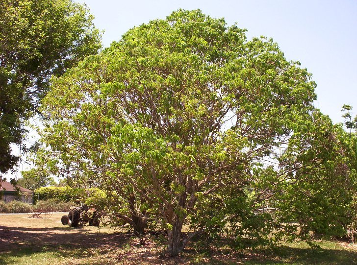 Lychee Tree
