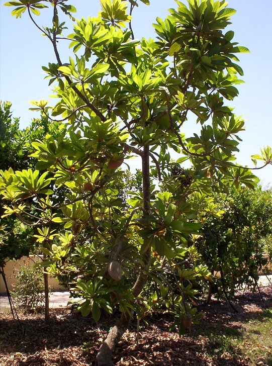Mamey Sapote Tree
