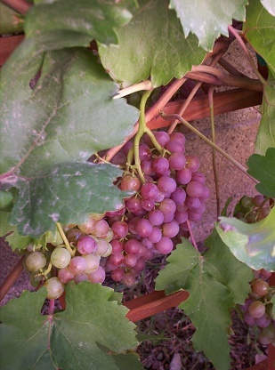 Phoenix Arizona Grapes