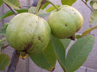 Tropical Guava Fruit